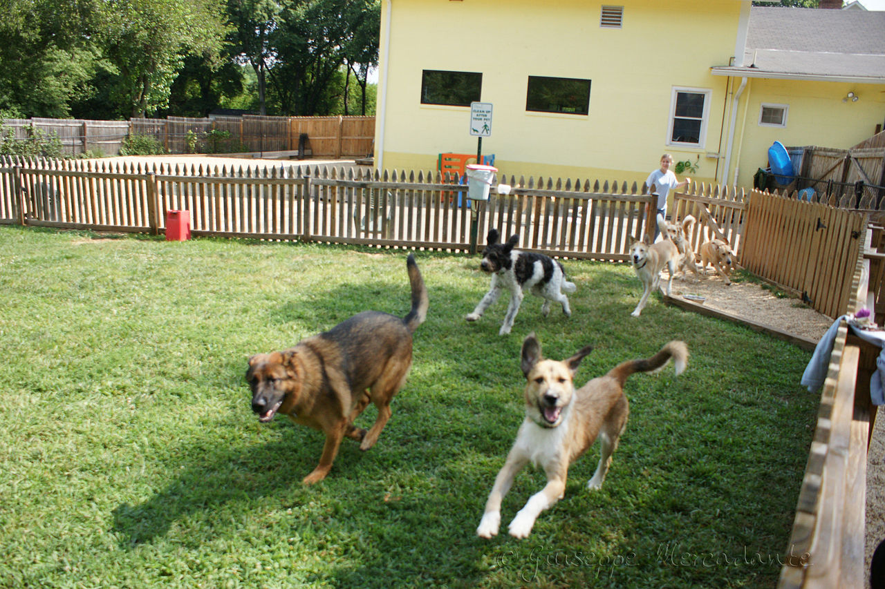 1280px-Running_in_the_grass_yard@Affectionate_Pet_Care