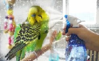 budgie