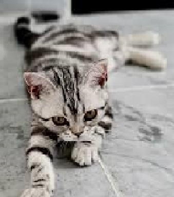 cool-cat