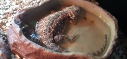 dragon-bathing