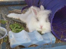 rabbit-iceblock