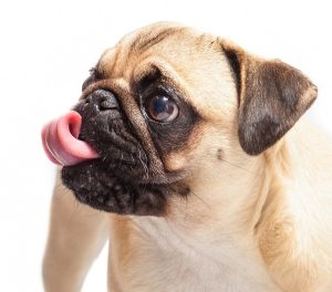 pug-698659_1280
