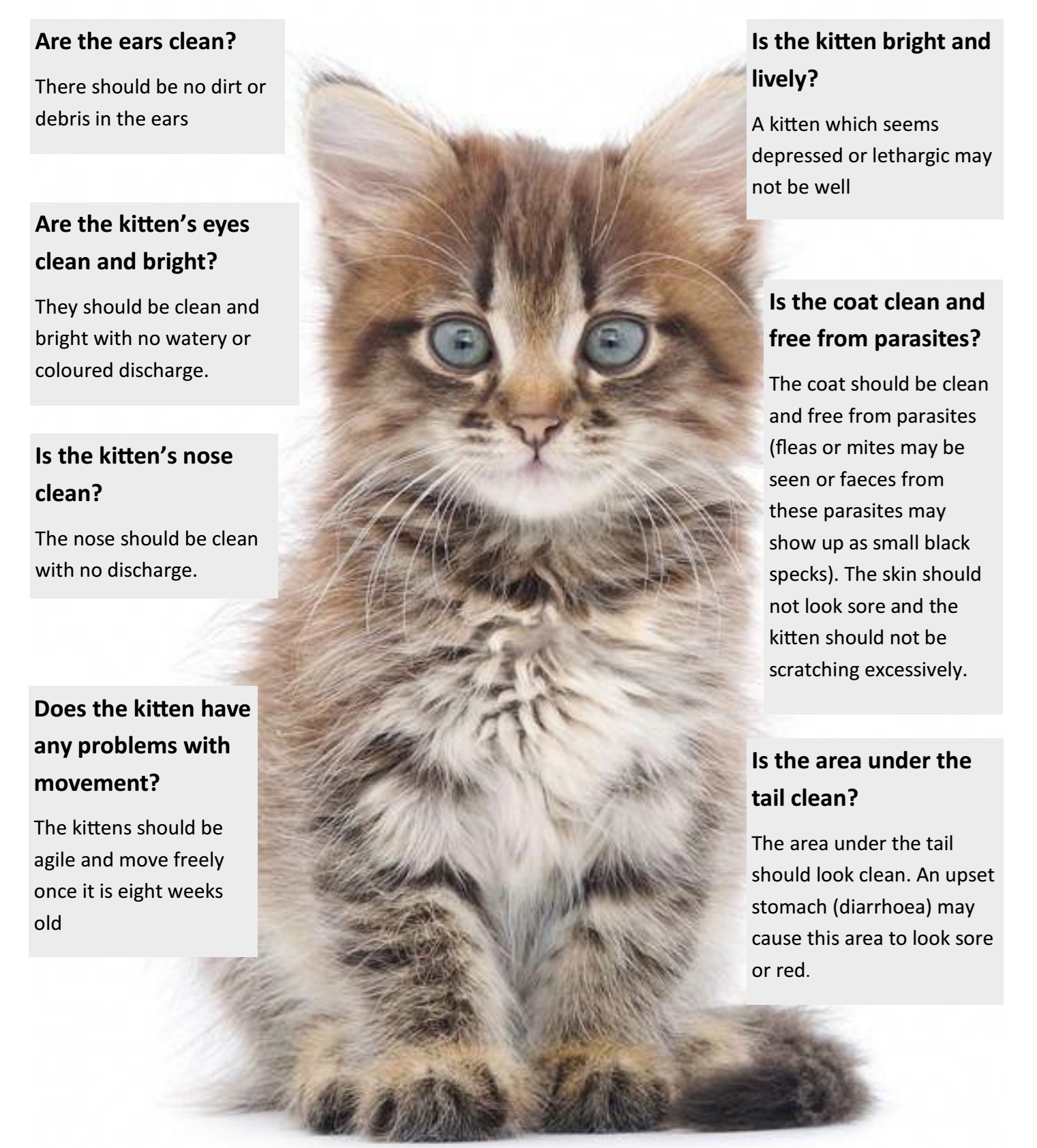 KittenCheck