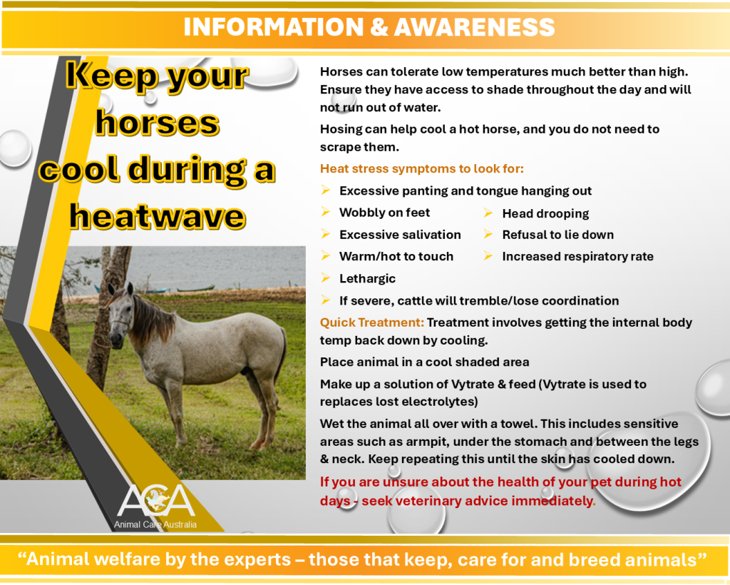 Heat Control In Animal Pets and Heatwaves – Animal Care Australia